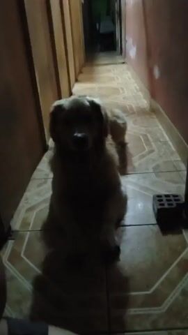 The video shows a golden retriever type dog sitting in a narrow hallway. The dog is mostly obscured by shadow. The hallway floor is tiled. The walls are different colors, one light and one dark. A person is briefly seen at the end of the hallway.