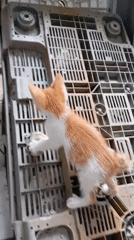Cats and dogs doing their thing at home in Balikpapan
