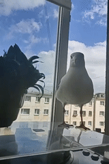 Seagull visits Magadan apartment windowsill, cats take notice