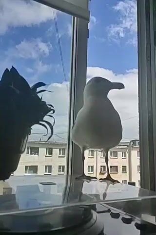 A seagull is perched on a window sill, looking at the camera. The seagull is white and grey with yellow legs and feet. It has a black beak and black eyes. The window is open and the seagull is looking out at the buildings across the street. The sky is blue with white clouds. There is a plant to the left of the seagull.