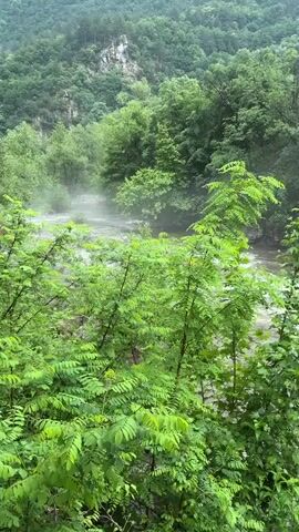 The video shows a powerful, muddy brown river flowing rapidly through a lush green valley or canyon. Dense green trees cover the steep slopes on both sides of the river, with mountains visible in the background. Several rocks are partially submerged in the churning water, creating white rapids. Streaks in the foreground and the overall wet appearance of the foliage indicate that it is raining. A long, thin, striped pole, possibly a water level indicator, is visible on the left side of the river, extending from the bank into the water. The scene depicts a wild, natural landscape under rainy conditions in Bachkovo, Bulgaria. No people or visible text are present.