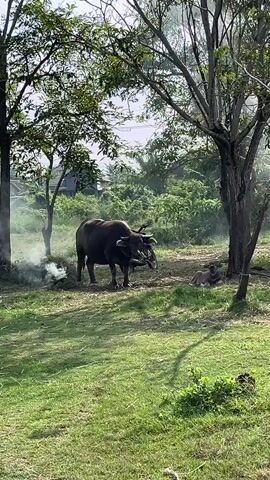 A water buffalo stands in a grassy field near a treeline. Smoke emanates from a pile of burning material to the left of the buffalo. To the right of the buffalo, another animal, possibly a young buffalo or a calf, lies on the ground. The environment appears to be a park or a rural area with trees and vegetation.