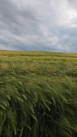 A drone's-eye view pans across a vast, green field of barley or wheat. The crops are swaying dramatically in the wind, creating a rippling effect across the landscape. The sky above is filled with dark, heavy clouds, suggesting an impending storm. The field stretches to a distant, yellowing horizon, contrasting with the vibrant green in the foreground. The camera movement is smooth and consistent, providing a sense of motion and immersion within the windy field.