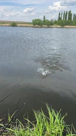 The video shows two men fishing at a lake. In the first frame, a fish is seen splashing in the water as it is caught on a fishing line. A fishing rod is visible at the edge of the lake. In the second frame, the fish is seen flying out of the water, still caught on the line. The third and fourth frames show two men standing next to each other. One man is holding a fishing rod, while the other man is holding the fish and showing it off to the camera. The man holding the fish is wearing a black t-shirt, black shorts, and khaki crocs. The man holding the rod is wearing a black t-shirt, blue shorts, and a khaki baseball cap. The background includes a lake, trees, grass, and a field in the distance.