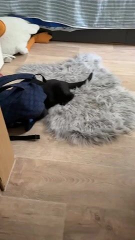 A black cat is lying on a gray fluffy rug next to a blue backpack on a light brown wooden floor. The cat is mostly hidden under the backpack, with only its tail and hind legs visible. A hand reaches into the frame from the left and touches the backpack. In the background, a white plush toy and an orange object are visible on a striped surface.