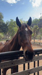 Brown horse with white blaze observed in Kuta Selatan