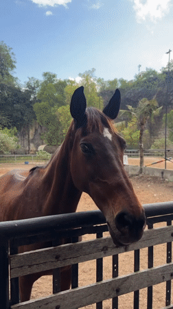 Brown horse with white blaze observed in Kuta Selatan