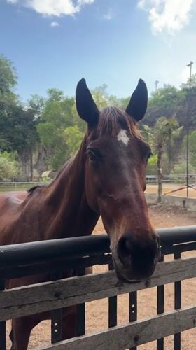 Brown horse with white blaze observed in Kuta Selatan