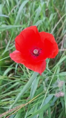 This is a close-up, vertical video of a single, bright red poppy flower in a grassy field. The poppy is the clear subject, with its vibrant petals and dark center in sharp focus. The background consists of out-of-focus green grass and some dried stalks of grain, suggesting an outdoor, natural setting. The lighting appears to be natural daylight, likely overcast or late afternoon, as there are no harsh shadows. The overall mood is peaceful and natural, highlighting the beauty of the wild poppy. There is no visible text in the video. The location context is Nörvenich, Germany, which aligns with the imagery of a temperate European landscape.