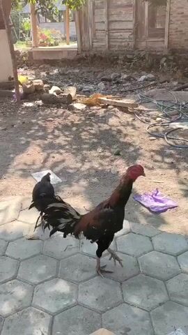 Two roosters stand on a tiled patio. The rooster on the right is larger and has black, brown, and red feathers. It faces forward with its head tilted up and to the left. The rooster on the left is smaller and entirely black. It faces to the left and looks down. In the background, a dilapidated wooden building stands under trees that cast dappled shadows. Scattered debris, including plastic bags and building materials, litters the ground.