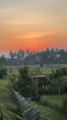 Sunset over Ubud rice paddies captured by witnesses
