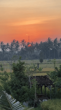 Sunset over Ubud rice paddies captured by witnesses