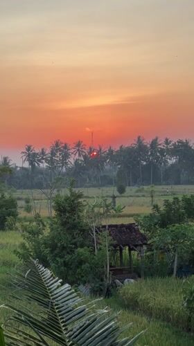 Sunset over Ubud rice paddies captured by witnesses