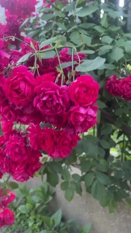 This is a close-up video of bright pink roses blooming on a bush. The roses are clustered together and some are in focus, while others are blurred. The bush is growing alongside a wall and a fence. The background is out of focus but appears to be an outdoor setting with greenery and some sky visible. The video is shaky at times, suggesting it was filmed handheld.