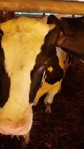 The video shows a close-up of a Holstein cow in a barn. The cow has black and white markings, with a distinctive yellow stripe down its forehead and nose. Its large, dark eyes look directly at the camera. The cow is standing on a bed of straw, and in the background, other cows can be seen. The barn appears to be made of wood and metal, with a corrugated metal roof. The lighting suggests it is daytime. The cow seems curious and calm. There is no discernible text in the video. The setting is consistent with a farm or agricultural facility in Залескі сельскі Савет, Belarus.