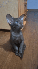 Kittens at home in Таптыково on a summer evening