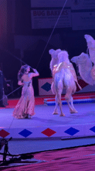 Circus performances featuring stunts and acrobatics in Columbus arena