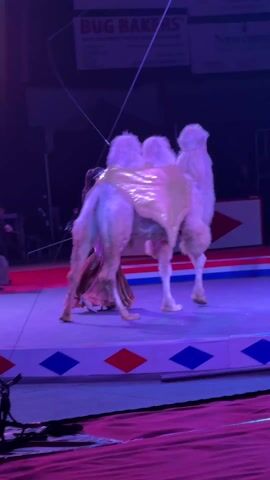 The video captures a circus performance featuring a female trainer and multiple camels on a brightly lit stage. The stage floor is primarily purple or blue, with decorative red and white/blue diamond patterns along the edge.

A woman, dressed in a long, sparkling, light-colored (possibly gold or champagne) gown with long sleeves, is the central figure. Her dark hair is pulled back. She holds a long, thin stick or whip in her right hand, which she uses to guide the camels. She is wearing high heels.

Initially, one camel is visible. It is a light-colored, almost white camel with fluffy fur, wearing a golden, shimmering cape or blanket on its back. The woman walks alongside it, guiding it across the stage from right to left.

As the video progresses, a second identical-looking camel enters the frame, following the first. Both camels are adorned with the same golden capes. The woman positions herself between or behind the camels, continuing to direct their movement in a seemingly synchronized walk. At one point, the video briefly blurs due to motion.

In the background, under dim lighting, a man in a dark suit is partially visible on the left side of the stage. Overhead, several banners are displayed against a dark wall. Visible text includes "BUG BAKERS" in large red letters, with smaller text below it like "EXPERT CRISIS SERVICE" and phone numbers. Another banner on the right shows "Newcomer." A third banner, partially obscured, mentions "Lewis Center" and "32 Scottish Rite Masons Valley of Columbus."

The stage is illuminated with purple and blue theatrical lighting, casting a vibrant glow on the performers and animals. The overall scene suggests a choreographed animal act within a circus or similar entertainment event.