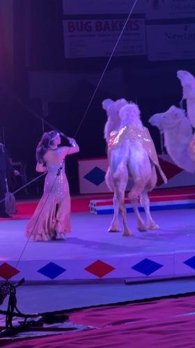 Circus performances featuring stunts and acrobatics in Columbus arena