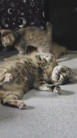 Two cats are on a light-colored carpet. A larger tabby cat is lying on its back with its belly exposed, looking at the camera. A smaller, orange tabby kitten is playing or pouncing on the larger cat. In the background, there is a dark wall with a purple fabric hanging on it, decorated with white crescent moons and stars. To the right of the fabric, there are two dreamcatchers hanging. The scene is dimly lit.