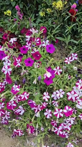 This video is a close-up, eye-level, panning shot of a garden bed filled with various flowers in bloom. The flowers are predominantly purple and white petunias, with some solid purple petunias and other small pink, red, and yellow flowers visible in the background. The plants are densely packed, creating a vibrant tapestry of color and texture. The ground beneath the flowers appears to be a mixture of soil and small stones. The lighting is natural, suggesting an outdoor environment during the day. No people or animals are visible in the video. The camera moves slowly from left to right, offering a detailed view of the flowers and foliage.