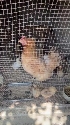 A hen and several chicks are in a wire enclosure. The hen is light brown with some darker markings on her tail feathers. The chicks are yellow and brown. The enclosure appears to be on the ground, with some dirt and straw visible. There is a white bowl in the corner of the enclosure. The video is shot from a slightly downward angle.