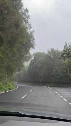 A car drives along a winding road through a dense forest. The road is wet, and the sky is overcast and foggy. The trees line both sides of the road, creating a tunnel-like effect. The road has white lines marking the lanes and edge. The view is from inside the car, looking through the windshield. Music plays in the background.