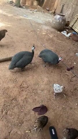 The video shows two guinea fowls, one black and one white chicken, and several brown chickens in a dirt yard. The guinea fowls have distinctive black and white speckled feathers and a red patch on their heads. They are pecking at the ground. A small white chicken also pecks at the ground near the guinea fowls. A black chicken walks by. In the background, more brown chickens are seen near a large clay pot and some bamboo fencing. There is a pair of black sandals on the ground and a thin wire running across the yard. A person is heard speaking in the background.