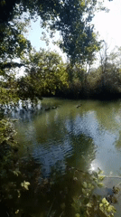 Ducks glide across a sun-dappled pond in Shirokaya Balka