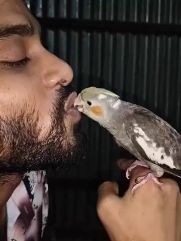 A close-up shot shows a man with a beard leaning in to kiss a cockatiel perched on his hand. The man's eyes are closed, and his lips are puckered. The cockatiel, with its grey and white feathers and yellow crest, extends its head towards the man. The background consists of a corrugated metal wall. The lighting is dim, and the focus is on the interaction between the man and the bird.