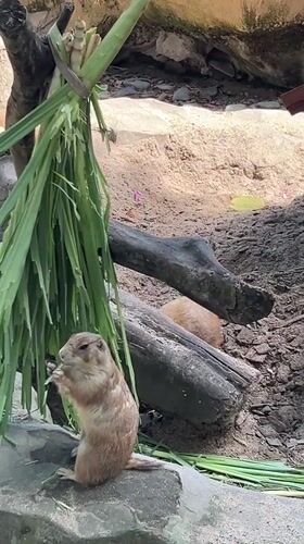 Early morning wildlife viewing documented at Sukawati park