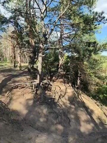 The video captures a sun-dappled forest scene, likely in Shyroke, Ukraine. The primary subjects are several mature pine trees with prominent, gnarled roots exposed above the sandy soil. These roots, twisted and sprawling, create an intricate, almost sculptural, network across a sloping embankment.

The setting appears to be a forest floor or a sandy path winding through the trees. The light filtering through the canopy suggests a warm, sunny day, likely late morning or early afternoon, given the presence of distinct shadows. The overall mood is natural and somewhat wild, with the exposed roots giving the scene a sense of age and resilience.

There are no people or discernible objects other than the trees and the natural environment. The activity, if any, is the slow growth and erosion that has shaped the landscape over time, exposing the tree roots. No text is visible in the video. The visual focus is on the texture and form of the tree roots against the sandy earth and the interplay of light and shadow in the forest.