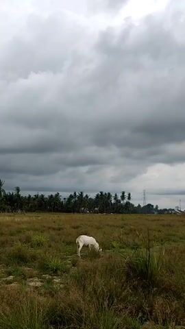 A white goat grazes in a grassy field under a heavy, overcast sky. A line of palm trees borders the field, with an electrical transmission tower visible in the distance.