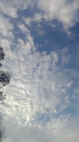 The video shows a view looking up at the sky with trees in the foreground. The sky is blue with scattered white clouds that appear to be altocumulus. The trees are silhouetted against the sky. On the left, there is a large tree with dense foliage. To the right and slightly below, there are bare trees with visible branches, suggesting it might be winter or early spring. The camera is angled upwards, capturing the movement of the clouds and the structure of the trees.