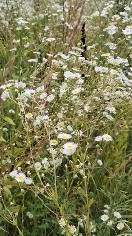 This is a vertical, close-up video of a field of small white daisies with yellow centers. The flowers are dense and cover the majority of the frame. Some of the flowers are in focus in the foreground, while others are blurred in the background, suggesting shallow depth of field. Green foliage and some dried grasses are interspersed among the flowers. The lighting appears to be natural daylight, and the scene is static with no visible movement.