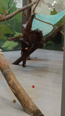 Various primates observed feeding and resting in zoo enclosures
