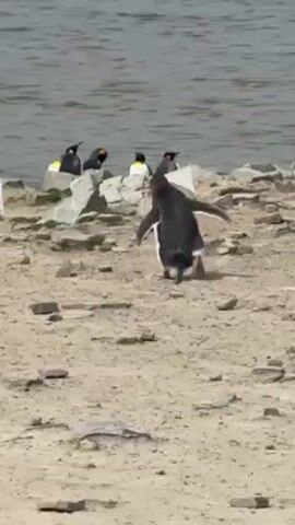 The video shows a penguin walking on a sandy beach towards the water. There are a few other penguins standing on the rocky shoreline in the background. The day appears to be clear and bright.