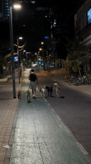Man walks six dogs on Tel Aviv bike path