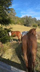 Horses and a dog on a quiet rural property in Thora