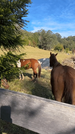Horses and a dog on a quiet rural property in Thora