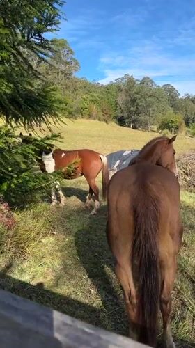 Horses and a dog on a quiet rural property in Thora