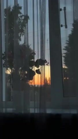 This video shows a potted plant with pink flowers in front of a window. The window is covered by sheer white curtains. Outside the window, the sky is a mixture of blues and oranges, suggesting either sunrise or sunset. Trees and some power lines are visible in the background. The image is slightly blurry and dark. There are no people or animals visible in the video.