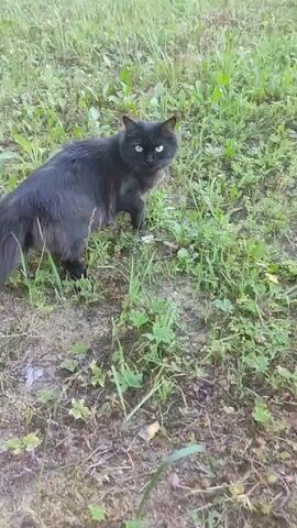 A black cat with long fur walks through a grassy area. The cat is in the center of the frame, facing towards the right. The cat pauses and looks back at the camera before continuing to walk to the right. The grass is green and there are some dry leaves on the ground. The lighting appears to be natural daylight.