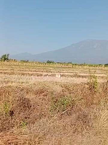 A person walks through a field with crops and trees, with a mountain range in the background. The sky is clear and blue. The person is wearing a blue shirt and black pants. The field is dry and dusty, with some patches of green vegetation. The trees are tall and slender, with leafy canopies. The mountain range is large and imposing, with a few snow-capped peaks. The video is filmed in daylight.