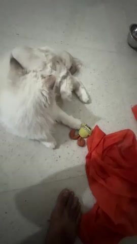 A fluffy white cat with some brown markings on its face is lying on a light-colored tiled floor, playing with a small yellow toy with orange feet. A folded piece of bright orange fabric is also on the floor. A person's bare foot is visible in the lower left corner of the frame. In the background, there are two metal bowls and part of what appears to be a sink area with a plunger. The cat is actively engaged with the toy, batting at it with its paws. The video is shot from a high angle, looking down at the scene.