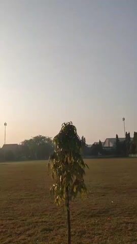 The video is a panning shot of a grassy field in daylight. The sun is low in the sky, suggesting it is either sunrise or sunset. There is a small tree in the foreground, and in the background, there are some buildings and a mosque. The sky is clear and pale. The overall impression is one of a quiet, serene morning or evening.