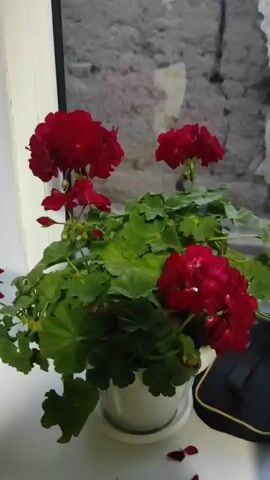 A potted geranium plant with vibrant red flowers and green leaves sits on a windowsill. The plant is in a white pot, and some fallen red petals are scattered on the white surface below. In the background, a blurred image suggests a wall or textured surface. A black object with a yellow trim is partially visible on the right side of the windowsill. The lighting indicates it could be daytime, possibly indoors, with light coming from the window. The scene is static, focusing on the plant and its immediate surroundings. There is no visible text.