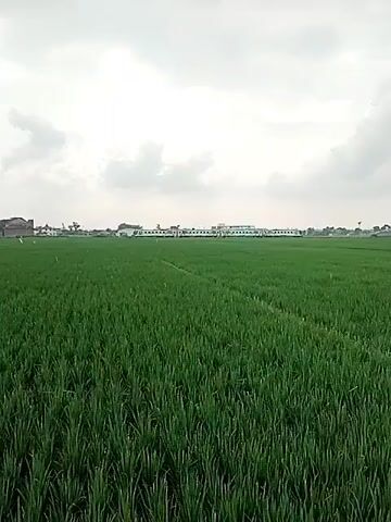 The video shows a green rice field with a train in the background. The train is white with green stripes and is moving from left to right. There are a few buildings and trees visible in the distance. The sky is cloudy.