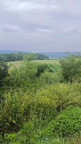 This is a landscape video of a rural scene in Holčíkovce, Slovakia. The foreground is filled with lush green vegetation, including bushes and small trees, with some yellow wildflowers interspersed. In the midground, there is a field of what appears to be crops or tall grass, bordered by more trees. The background features rolling hills covered in dense forest, leading to a hazy horizon with mountains in the distance.

The sky is overcast with a soft, grey light, suggesting it might be a cloudy day or early morning/late afternoon. There is no visible text in the video. The overall mood is peaceful and natural, evoking a sense of tranquility and the beauty of the Slovakian countryside. No people or specific objects are identifiable, and no distinct activity is taking place; it is a static view of the natural environment. The time of day is difficult to pinpoint precisely due to the cloudy conditions, but the diffused light indicates it is not midday. The location cues, such as the rolling hills and types of vegetation, are consistent with a rural European landscape.