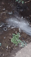 Evening watering session in a residential Ekibastuz garden
